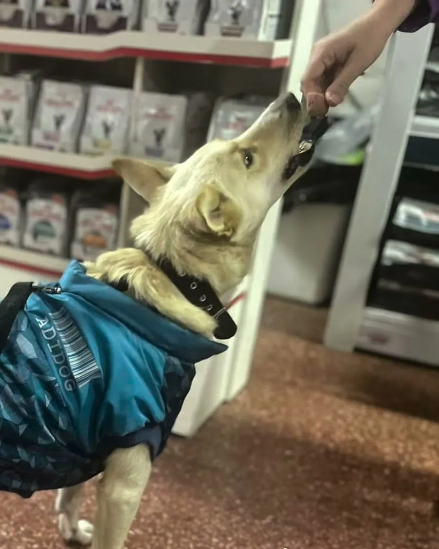 Perro recibiendo un snack frente a las góndolas de alimento