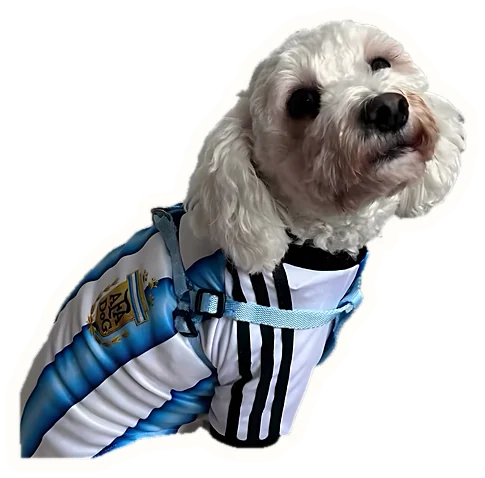 Perro blanco con camiseta de Argentina asomándose