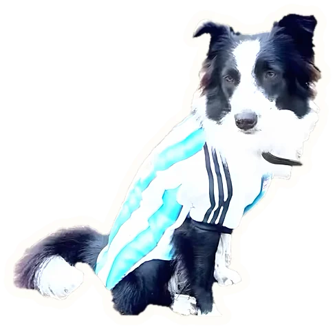 Border collie con camiseta de Argentina asomándose