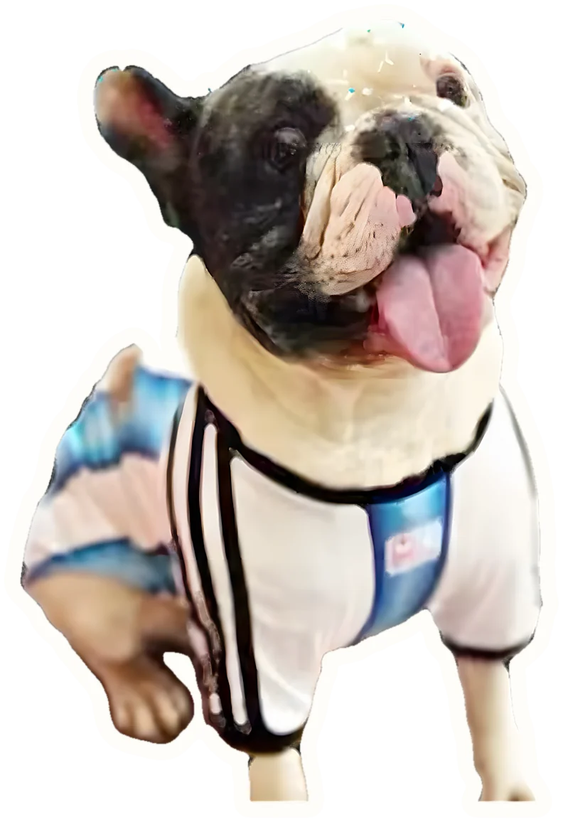Bulldog francés cliente con camiseta argentina