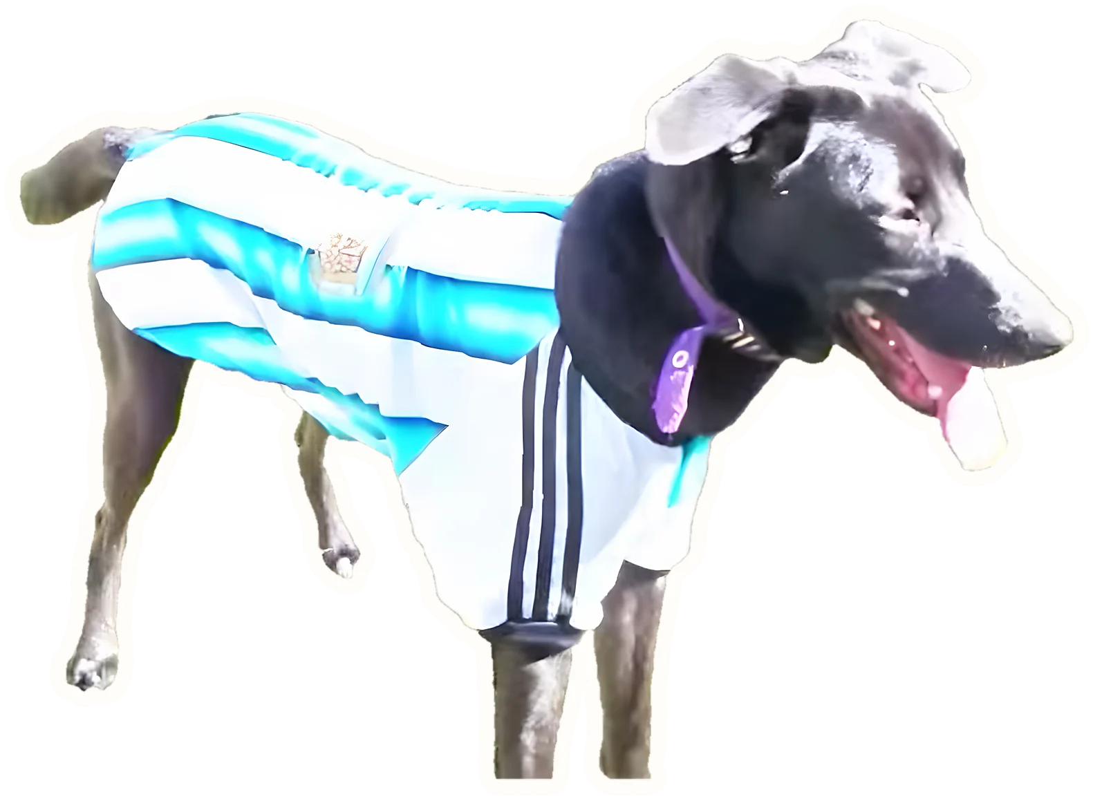 Perro cliente con camiseta argentina