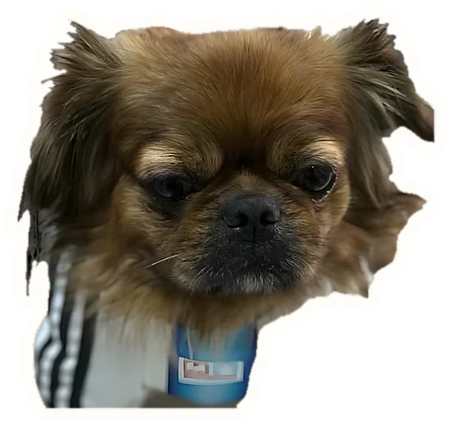Pekinés asomándose