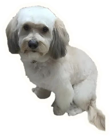 Perro recién salido de la peluquería asomándose