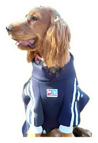 Cocker spaniel con buzo azul asomándose