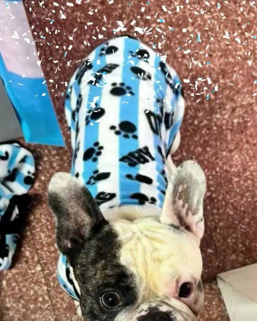 Bulldog francés con buzo celeste y blanco