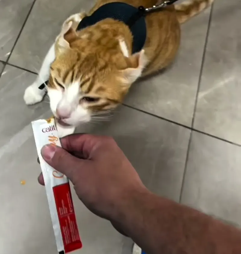 Gato del barrio probando un snack en el local