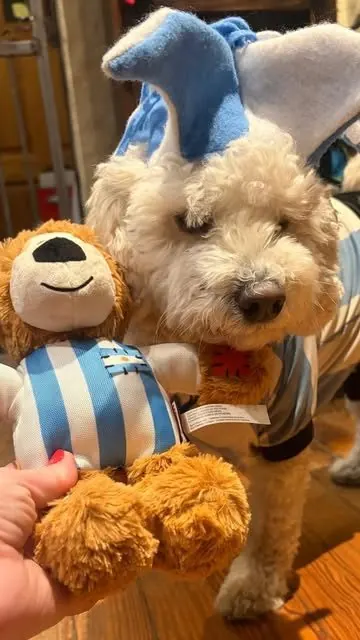 Caniche con gorro y peluche de la Selección