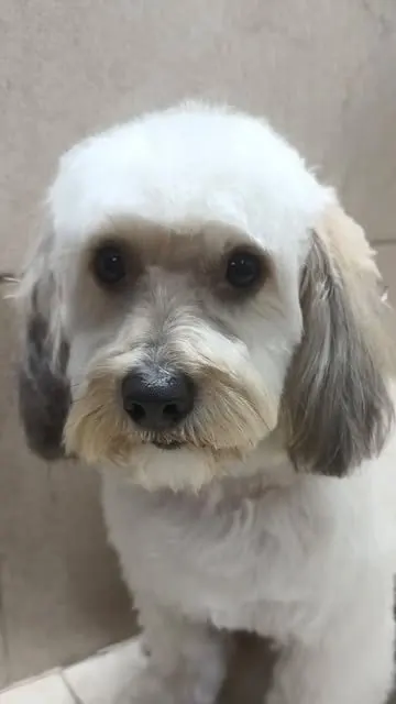 Perro blanco recién peinado