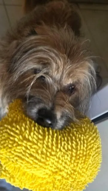 Perro mordiendo un juguete amarillo