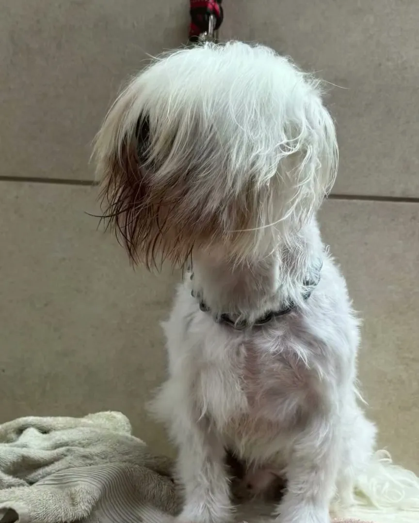 Perro antes de la peluquería, con el pelo largo sobre los ojos
