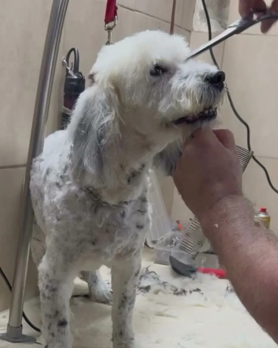 Perro en la mesa de peluquería durante el corte