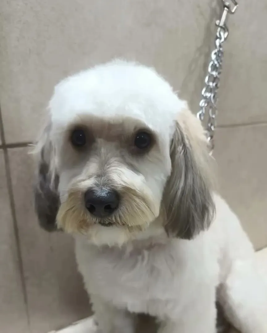 Perro después de la peluquería, recién cortado